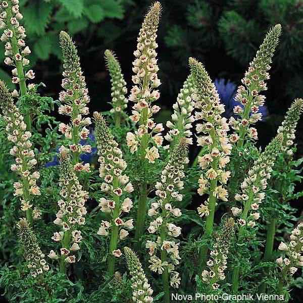 garden mignonette